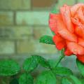 Приворот на розу сухую красная Лепесток розы возле двери что означает